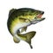 Larged bass jumps out of water isolate realistic illustration.