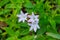 Largeflower pusley Richardia grandiflora, nicknamed Florida Snow, purple flowers closeup - Hollywood, Florida, USA