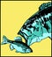 Largemouth bass attacks little fish - vector