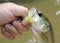 Largemouth bass caught on wet fly