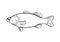 Largemouth bass doodle, hand drawn vector illustration of a largemouth bass game fish in black and white