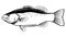 Largemouth Bass Fish