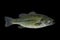 Largemouth bass fish isolated on black background