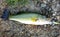 Largemouth bass with with a hook on the ground