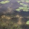 A largemouth bass in a school of nesting bluegill