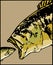 Largemouth bass swallows a little fish - vector