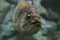 Largemouth bass underwater