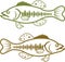 Largemouth Bass vector