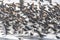 Larger Flock of Dunlins