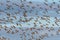 Larger Flock of Shorebirds