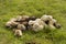 Larger puppy ferret group resting and relaxing on grass in playpen