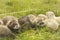 Larger puppy ferret group resting and relaxing on grass in playpen