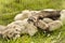 Larger puppy ferret group resting and relaxing on grass in playpen