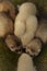 Larger puppy ferret group resting and relaxing on grass in playpen