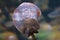 Largespot River Stingray