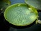 The largest aquatic leaf Victoria cruziana