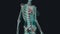 The largest artery in the body is the aorta,