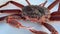 The largest crustacean in the Far East. Large Kamchatka crab close up.