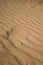 The largest desert in Europe, Ukraine - Oleshky Sands OleshkivsÊ¹ki pisky. Animal footprints in the yellow sand, background