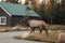 Largest Elk, Wapiti with antler walking in autumn forest near cottage at Jasper national park