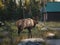 Largest Elk, Wapiti with horn walking and cottage in Jasper national park