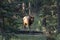 Largest Elk, Wapiti with horn walking in deep forest at Jasper national park