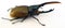 Largest horn beetle Dynastes hercules isolated. Collection of beetles. Entomology