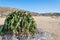 Largest known Welwitschia Mirabilis plant growing in the hot arid Namib Desert of Angola