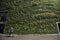 The largest living wall in London in Fenchurch Street living wall contains around 52,000 plants.