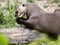 largest otter Giant otter, Pteronura brasiliensis, eats fish caught on land