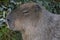 The largest rodent, the capybara, lies on the green grass. The capybara squints against the sun. Relax. Close-up portrait of an