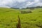 Largest tea plantation of Cameroon, Africa with paths leading through on overcast day