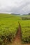 Largest tea plantation of Cameroon, Africa with paths leading through on overcast day