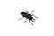 The largest Titan beetle, Titanus giganteus is a Neotropical longhorn beetle