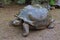 The largest tortoise in the park trying to find a dry shade during a downpour