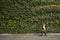 The largest vertical garden in London in Fenchurch Street living wall contains around 52,000 plants.