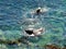 Largha seals motley seals resting lying on combs in the Sea of Japan.