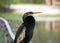 Largo Nature Preserve Anhinga profile