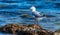 Laridae order Lari seagull perched on a rock in Rockingham