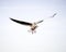 Laridae - seagull family birds