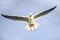 Laridae - seagull family birds