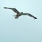 Laridae seagull in flight wings wide open