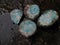 Larimar uncut pieces of rock