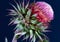 Larinioides cornutus - a spider hides among the thorns on a thistle flower, southern Ukraine