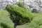 Larix, close up of a cream branch of a larch tree, trimmed in the style of a bonsai tree