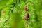 Larix decidua, European larch