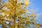 Larix decidua European Larch with cones and yellow foliage in autumn