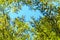Larix decidua green branches in blue sky European larch