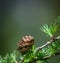 Larix kaempferi carriere, pinaceae, tree branch