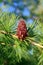 Larix sibirica. Siberian larch cone on a branch close-up